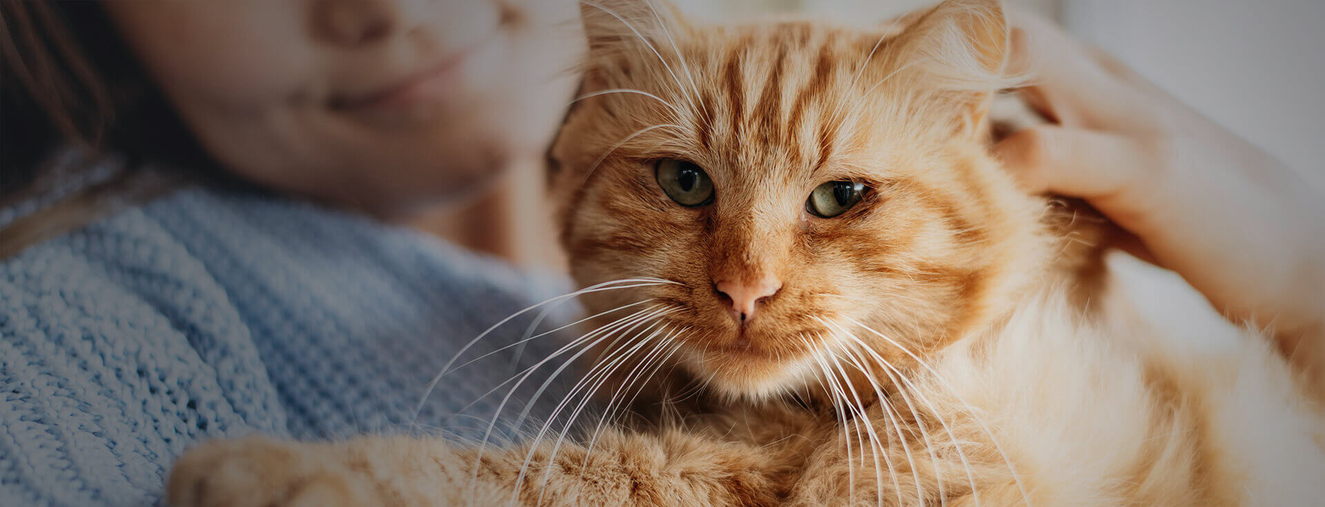 Heartfelt Animal Care Roseville Veterinary Brand New Pet Clinic